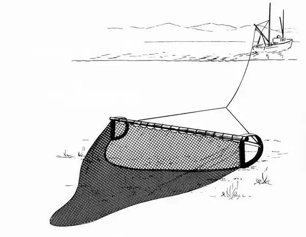 trawl